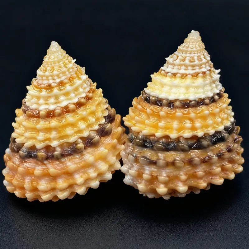 Coronate Prickly Winkle Seashells Tectarius Coronatus