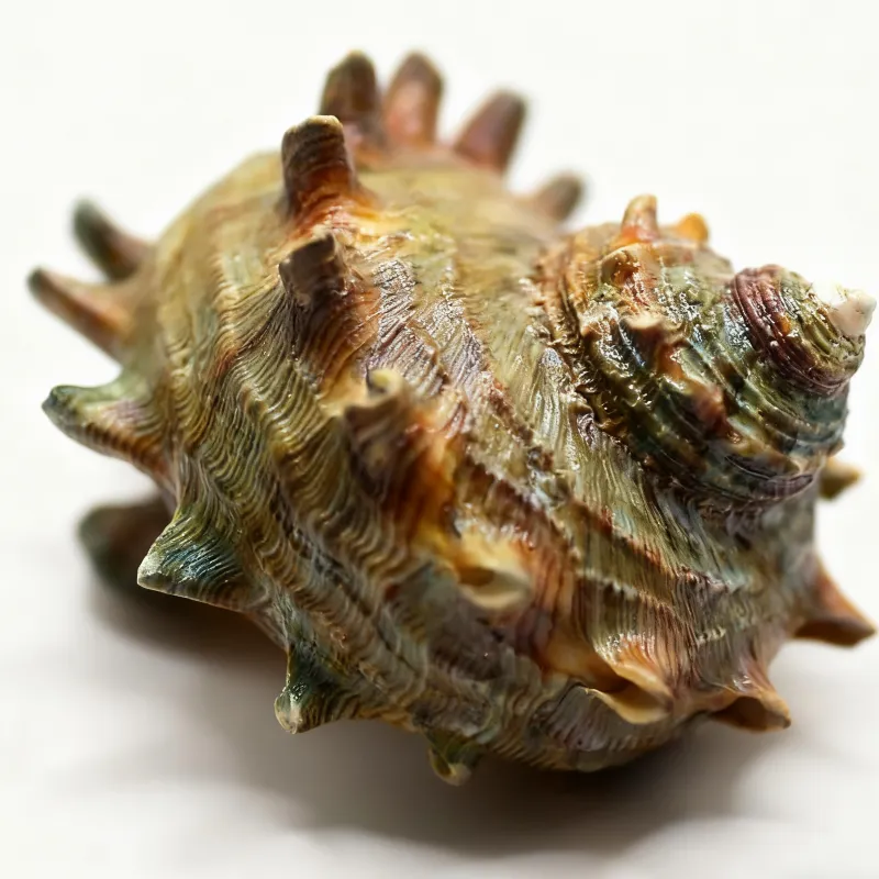 Spiny Turbo Cornutus Seashell,Natural Hermit Crab Shells