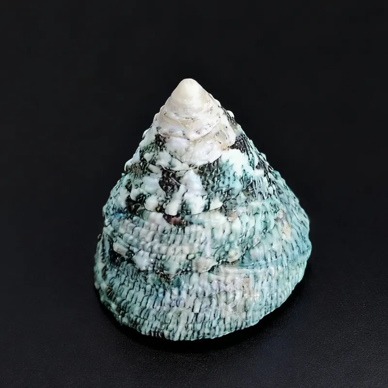 wavy turban snail shells, Natural Textured Trocus Pyramid Seashell (Trochus Maculatus)