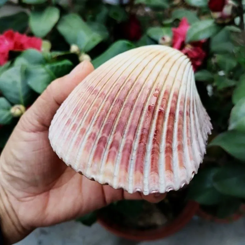 Giant Atlantic Cockle Shells (Dinocardium robustum)