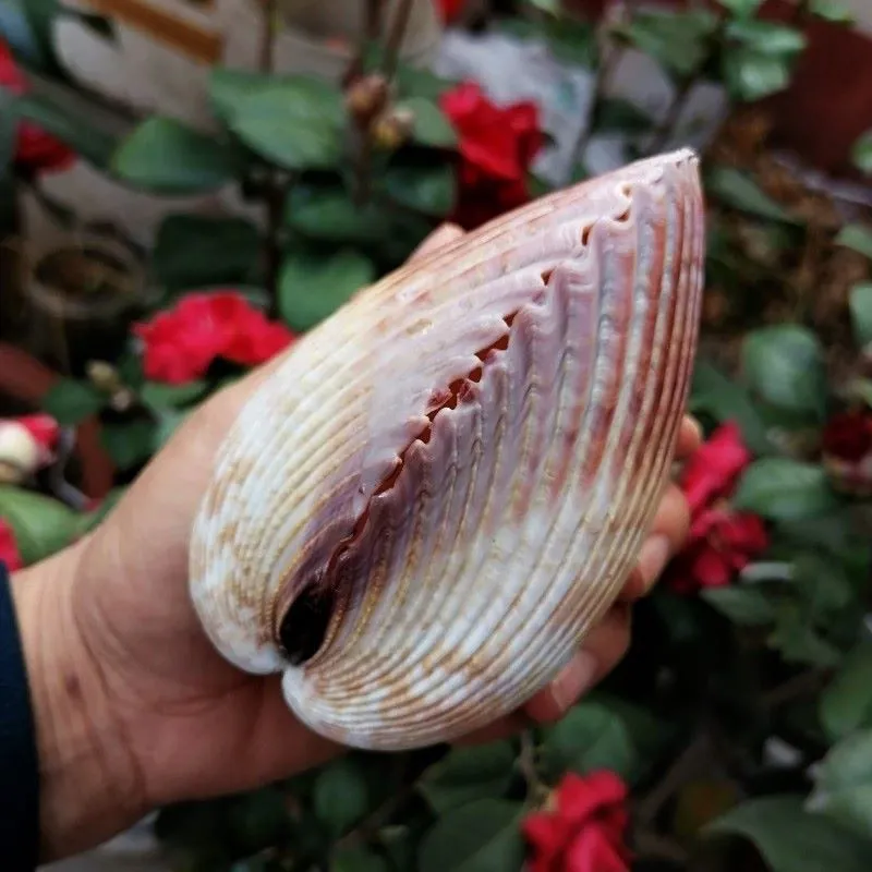 Giant Atlantic Cockle Shells (Dinocardium robustum)