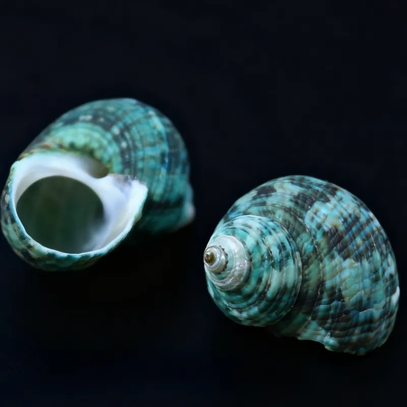 Green Marmaoratus Turban Shells, Turbo Cornutus Seashells (unpolished)