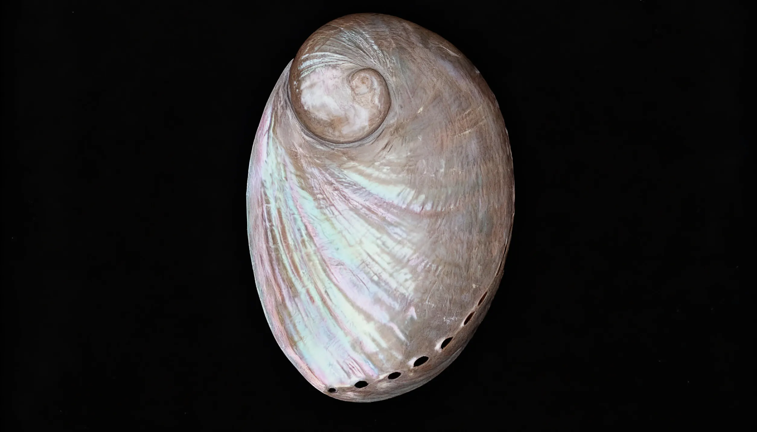 Polished Abalone Shell (Pearled Finish)