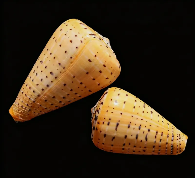 Yellow Corn Conch Shells (Melongena corona)