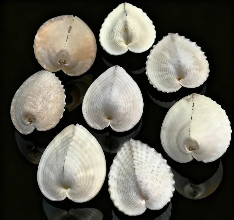 Heart-shaped cockle Shells