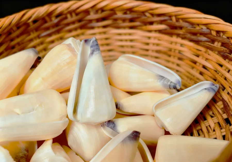 Virgin Cone Shell (Conus virgo)