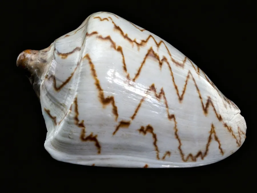Large Nipple Shells, Noble Volute Shells for sale (Cymbiola Nobilis)