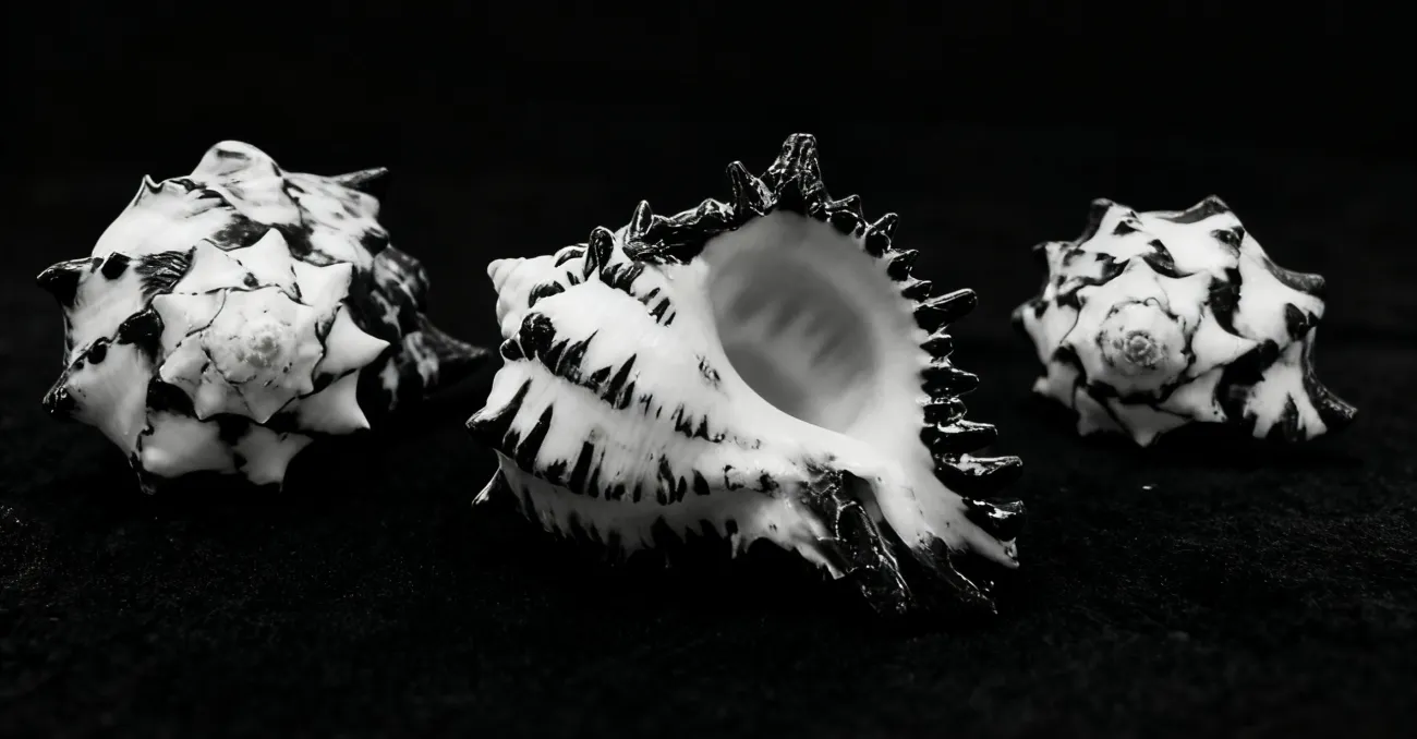 Spotted Conch Black & White Murex Shells, Vase Shells Vasum Cornigerum, Strombus Lentiginosu