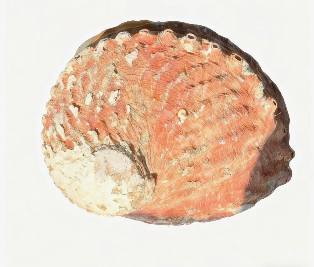 Red Abalone Shells