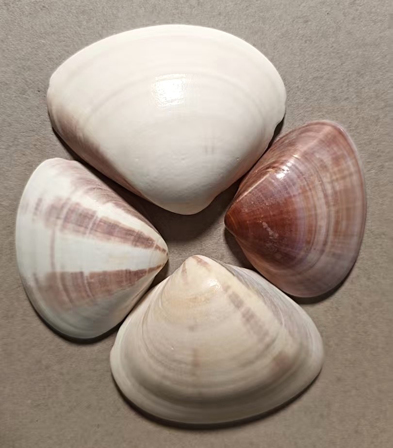 Hard Clam /  Quahog Shells 3-4 inch