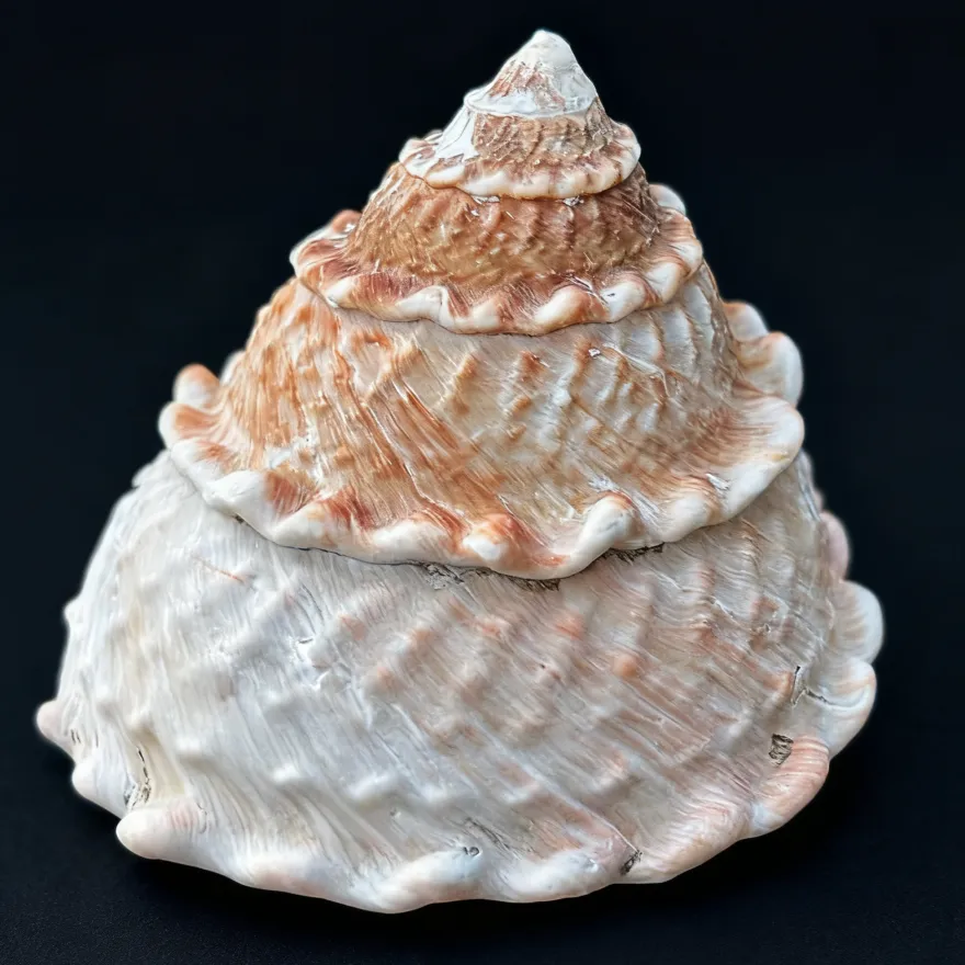 Wavy turban shell (Megastrea undosa).