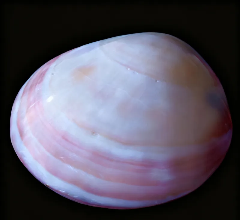 Pink clam shells / Japanese hard clam 2.4-2.8 inch