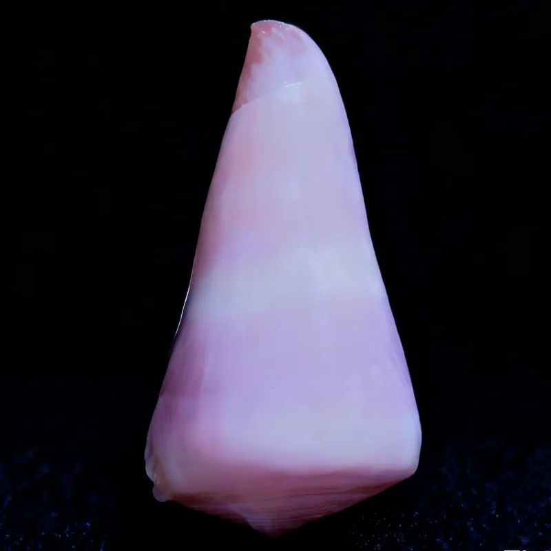 Purple Cone Shells Conus (Harmoniconus) nanus