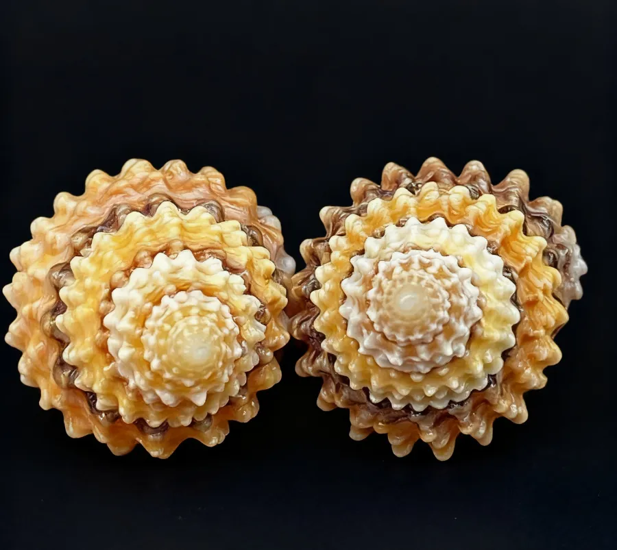 Coronate Prickly Winkle Seashells Tectarius Coronatus