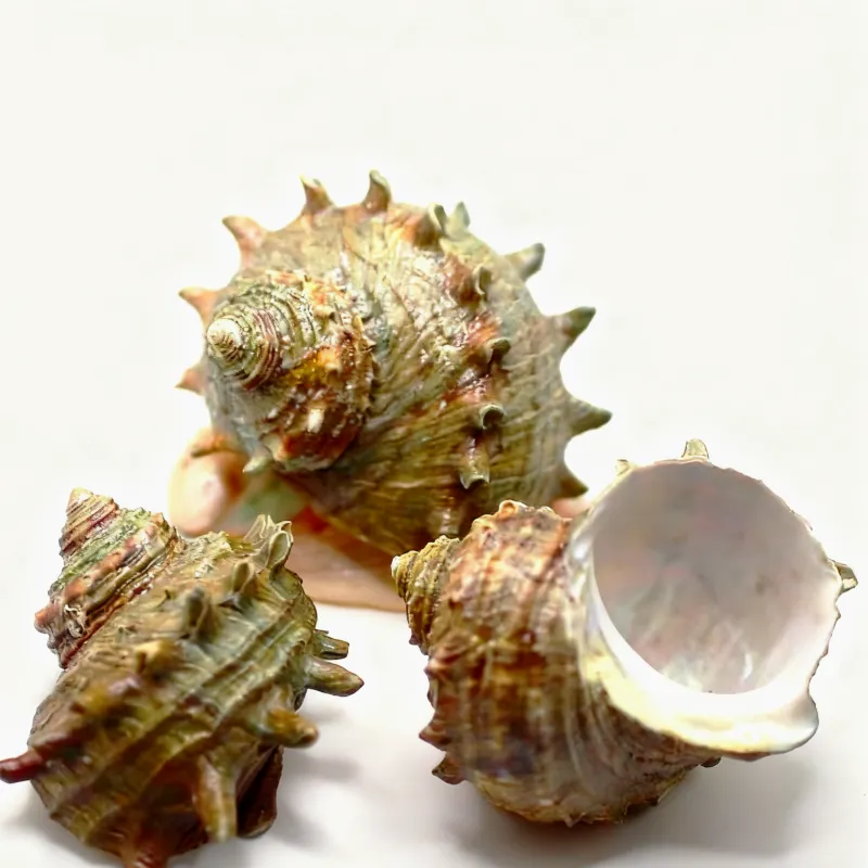 Spiny Turbo Cornutus Seashell，Natural Hermit Crab Shells