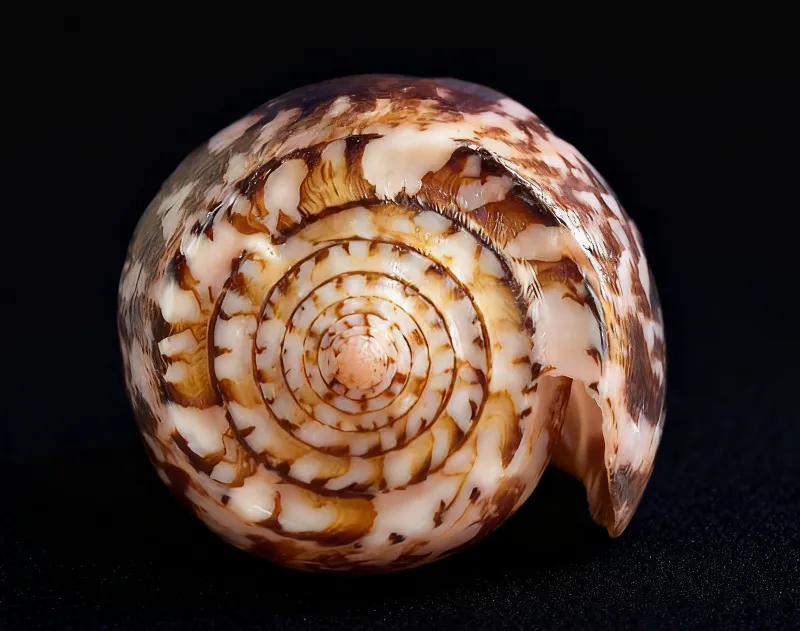 Geography Cone (Conus geographus)