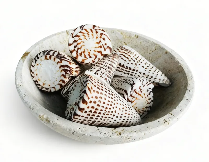 Leopard & Lettered Cone Shells (Conus leopardus & Conus litteratus)