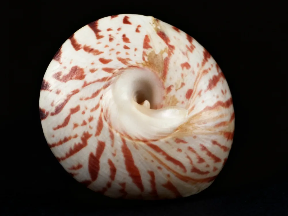 White Black Stripes Wavy Turban Snail shells, Zebra seashells (Pyramid Trochus) 