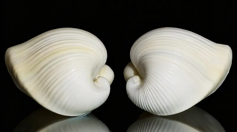 Ivory heart Clam Heart Clams  Shells (Meiocardia vulgaris)