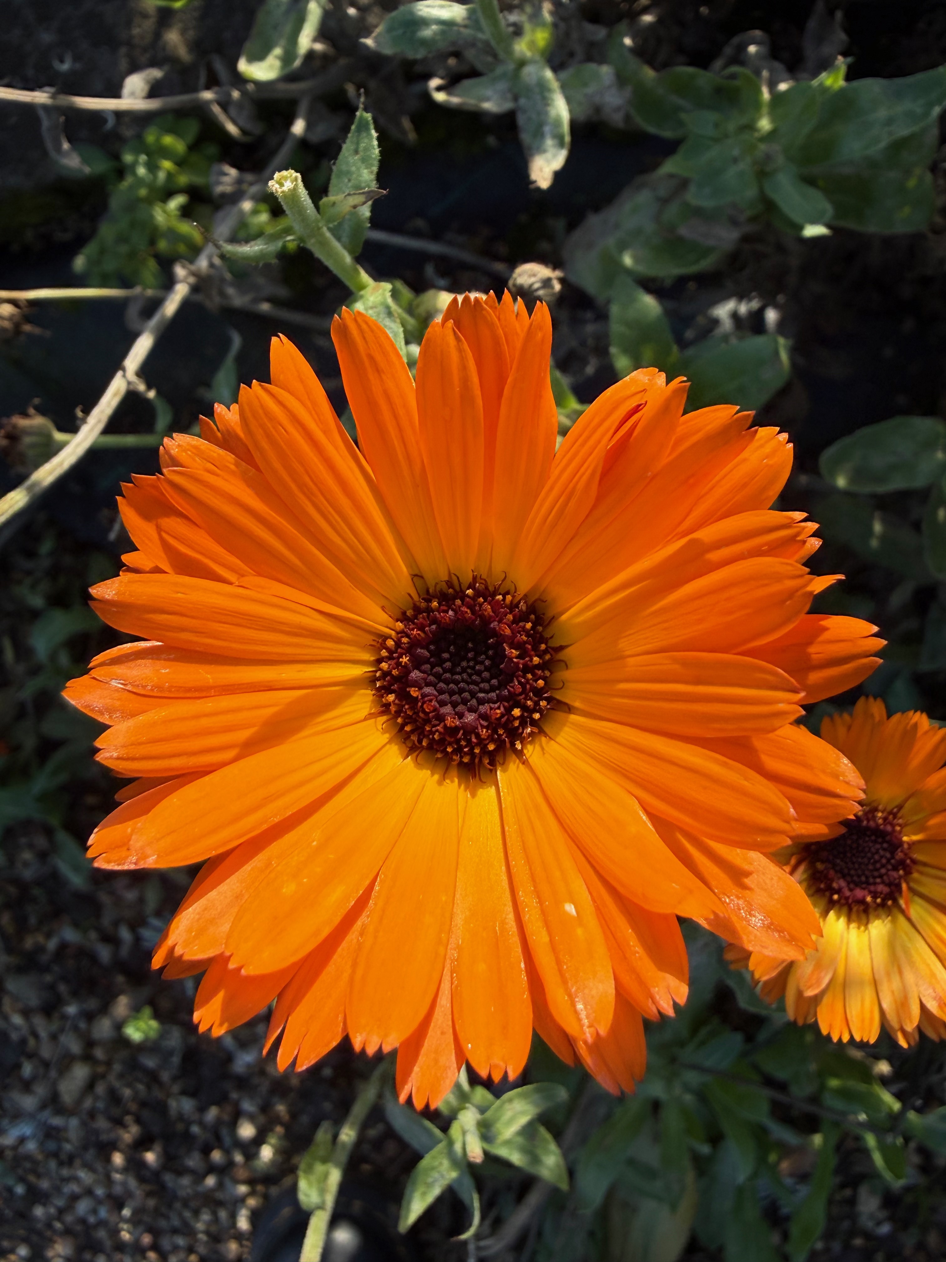 Meet, Greet & Treat - Minor Ailment Bundle for New Patients