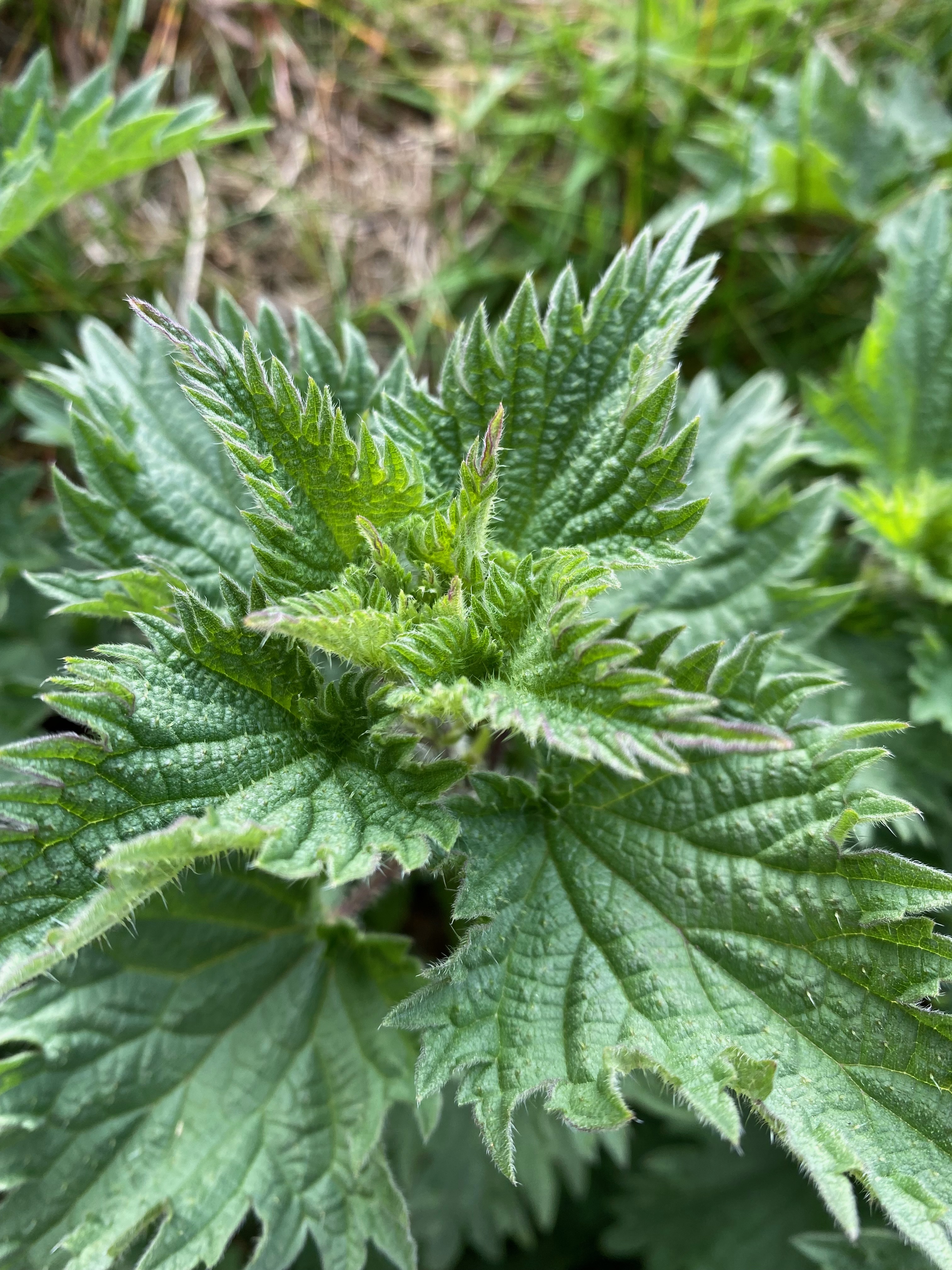 Under 18's Follow-Up (up to 40 minutes)