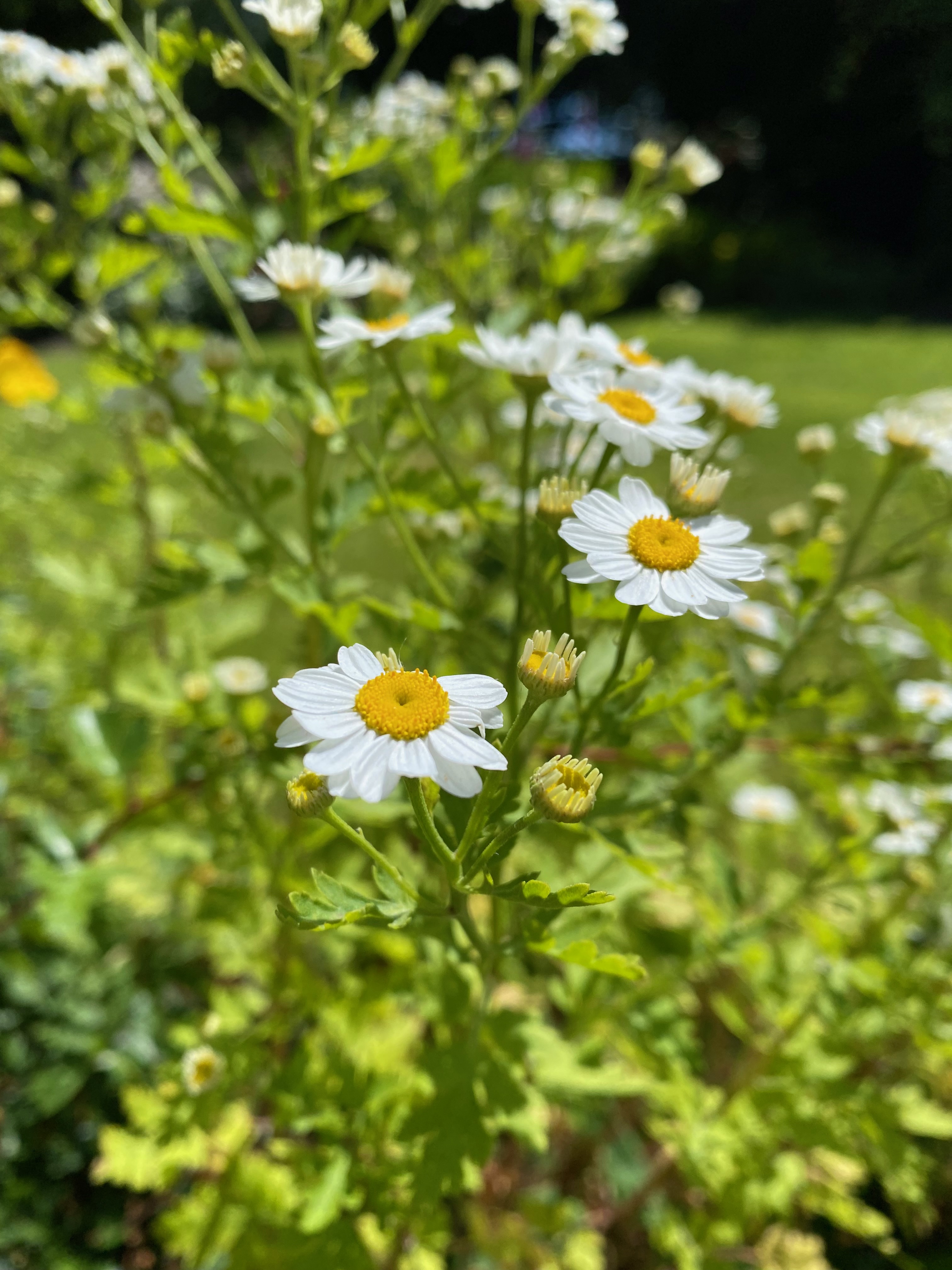 Under 18 Follow-Up (up to 60 minutes)