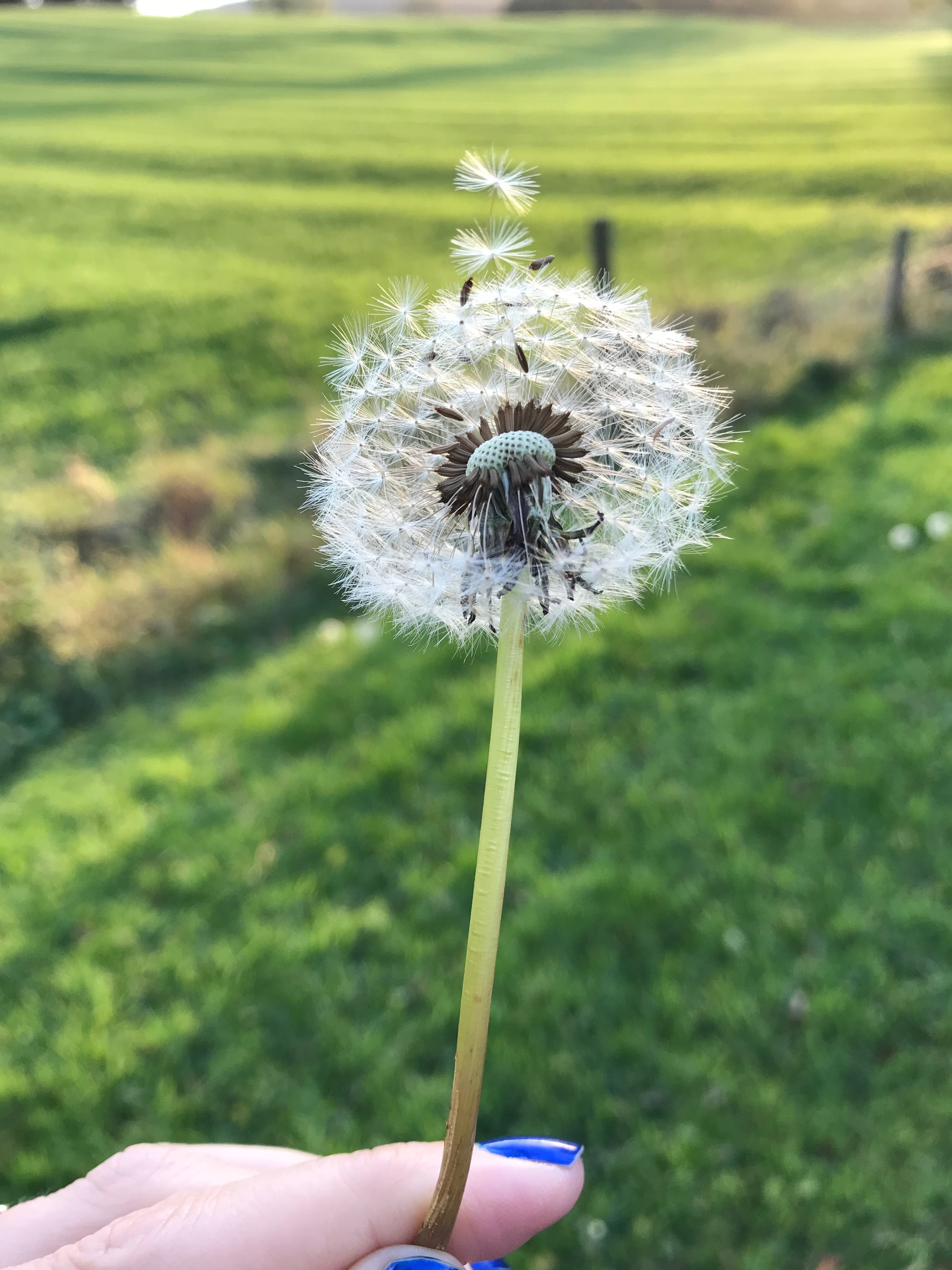 Minor Ailments (Existing Patients)