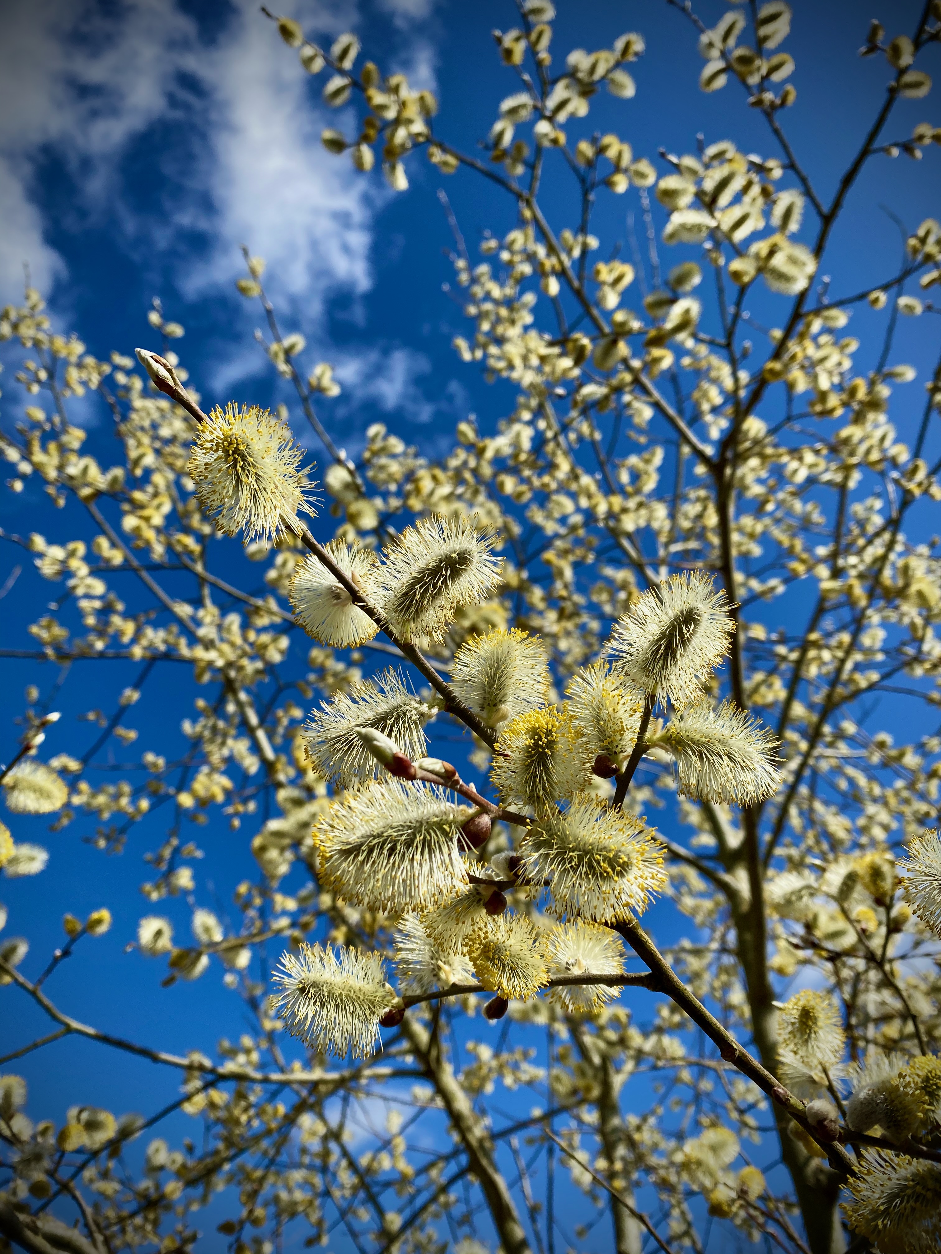 Full First Consultation (90 minutes)