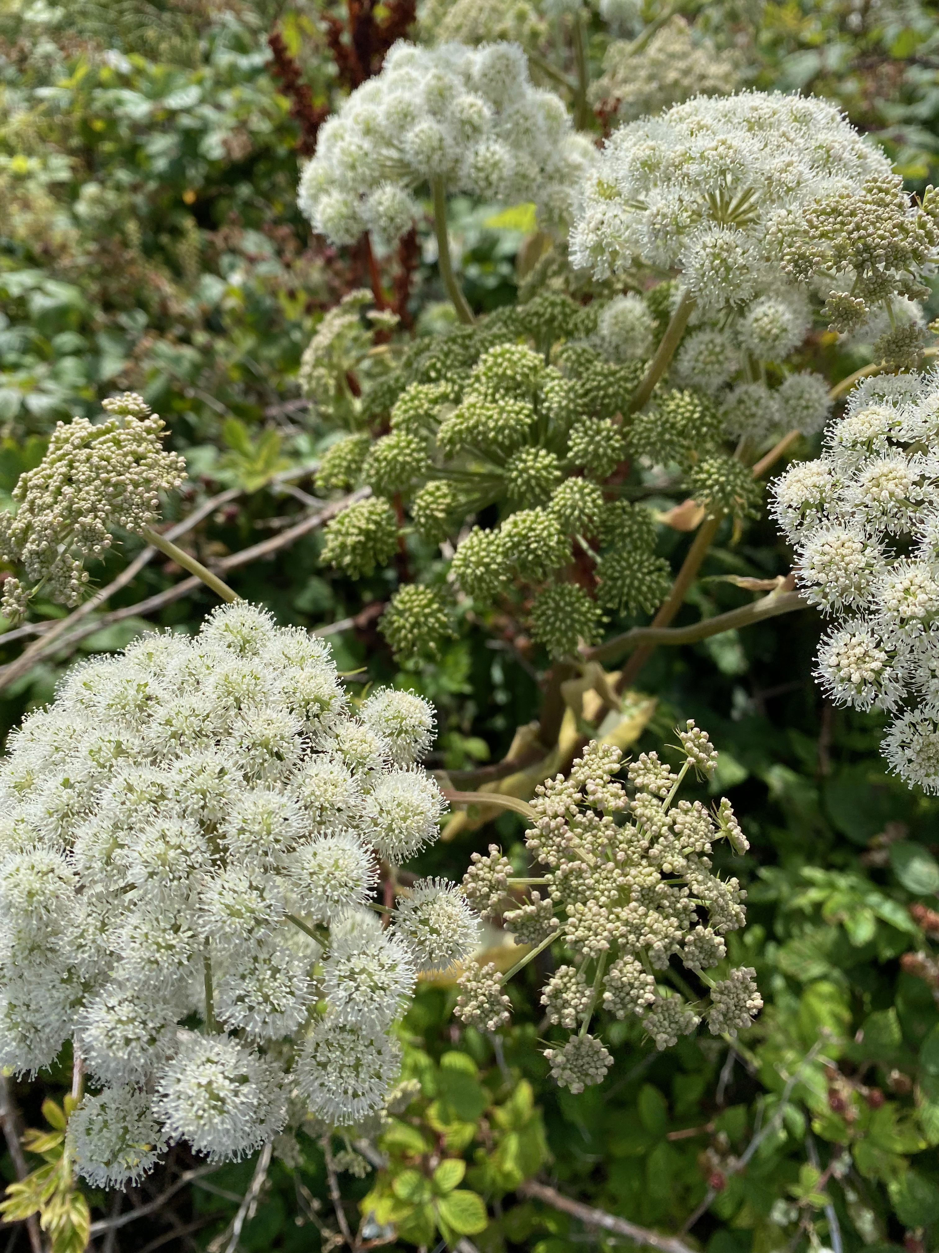 Follow-Up (up to 30 minutes)