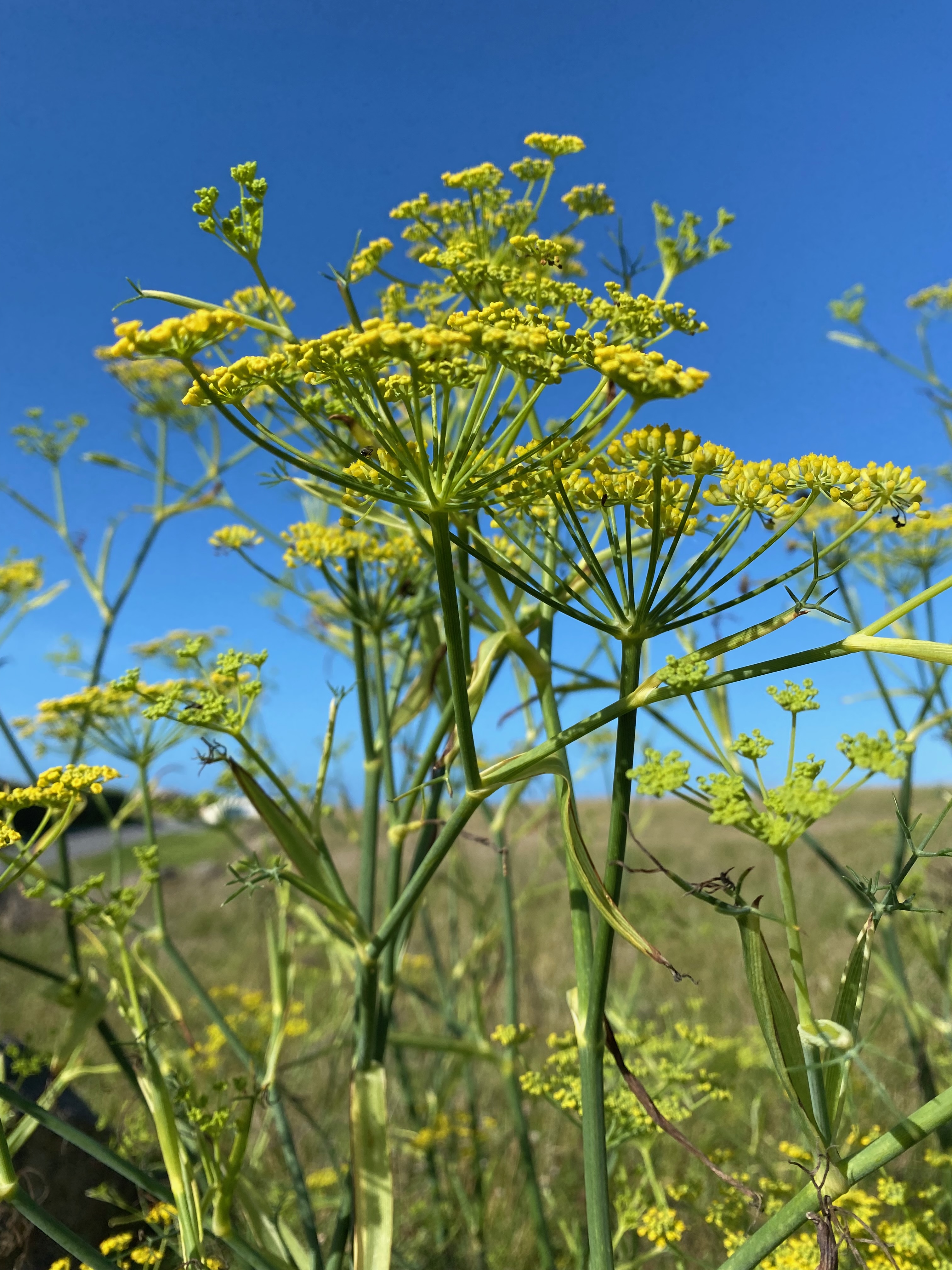 Under 18 Full First Consultation (up to 90 minutes)