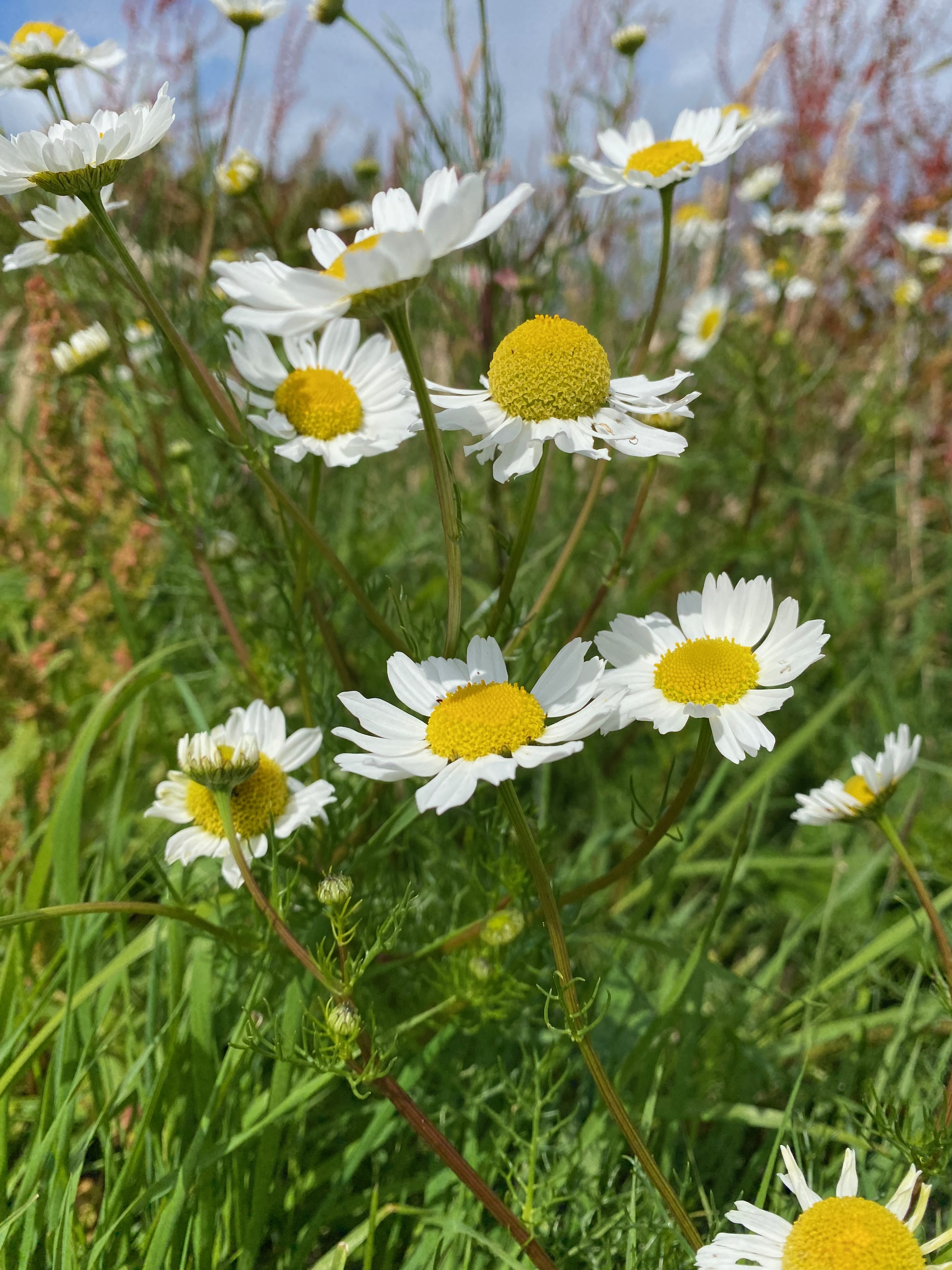 Follow-Up (up to 60 minutes)