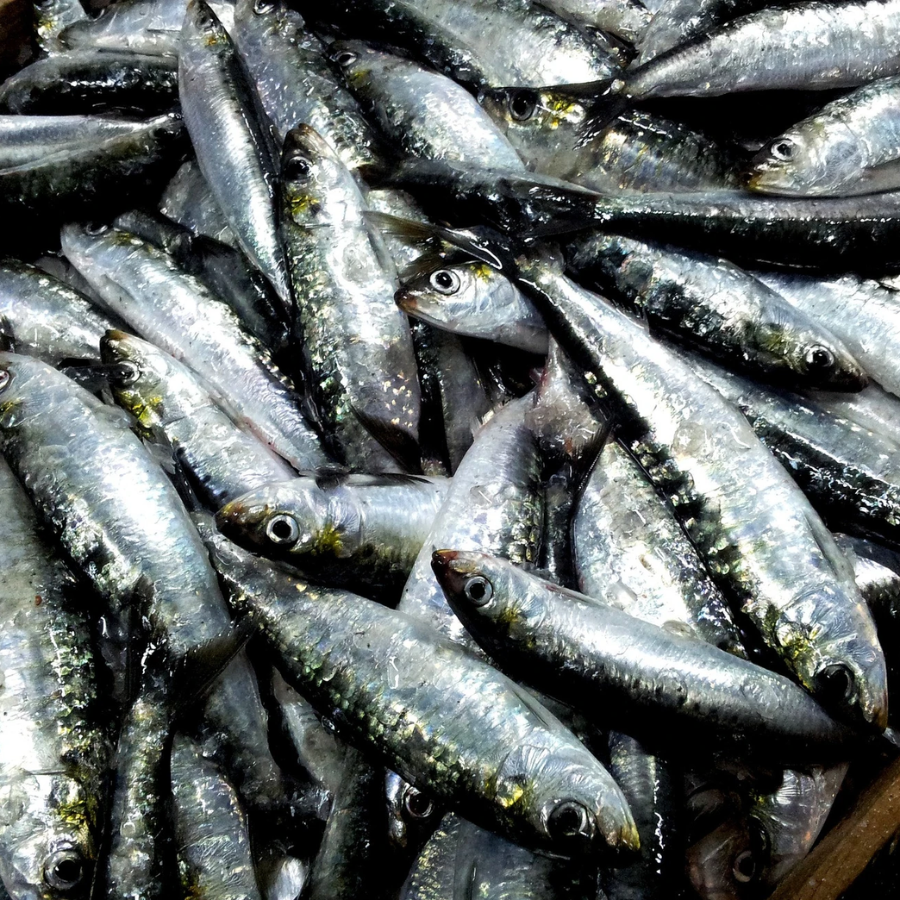 Sardines fraîches