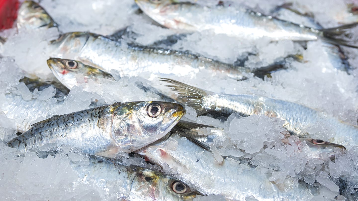 Sardines fraîches