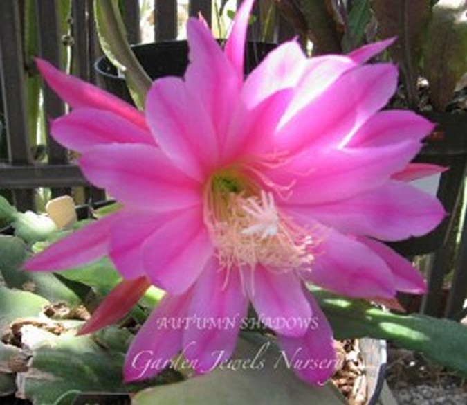 Epiphyllum Hybrid 'Autumn Shadows'