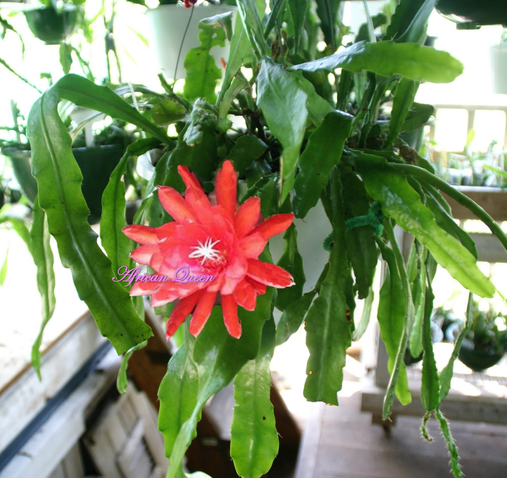 Epiphyllum Orchid Cactus "African Queen"