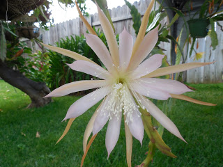 Epiphyllum Orchid "Katie's Sweet Kiss" Cactus Flower
