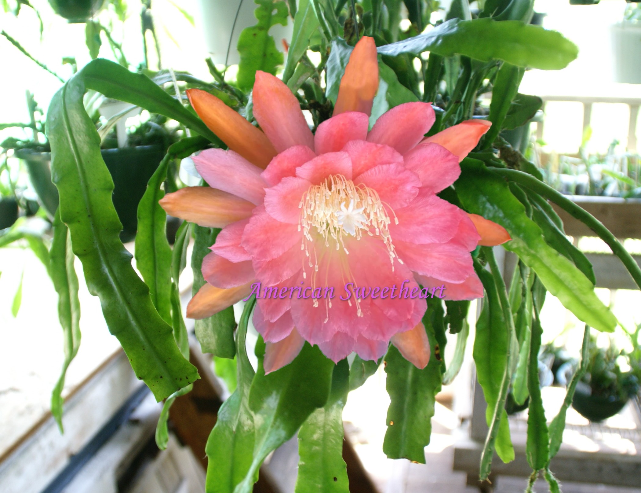 Epiphyllum 'American Sweetheart'