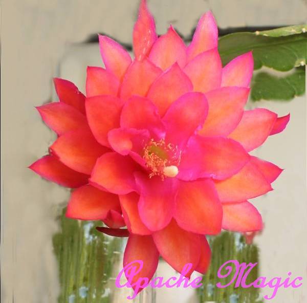 Apache Magic Hybrid Epiphyllum