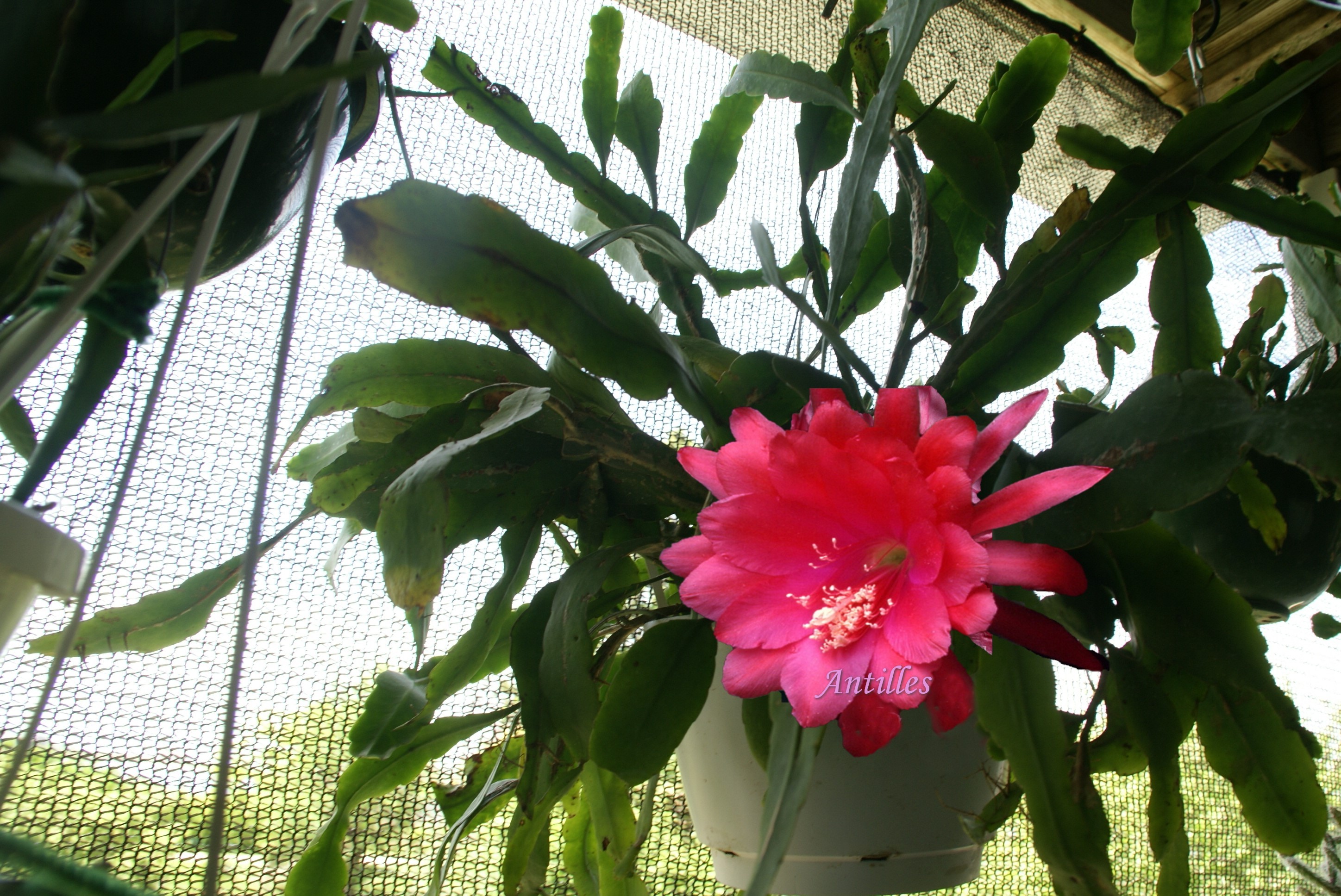 Epiphyllum Cactus "Stern vonErlau"