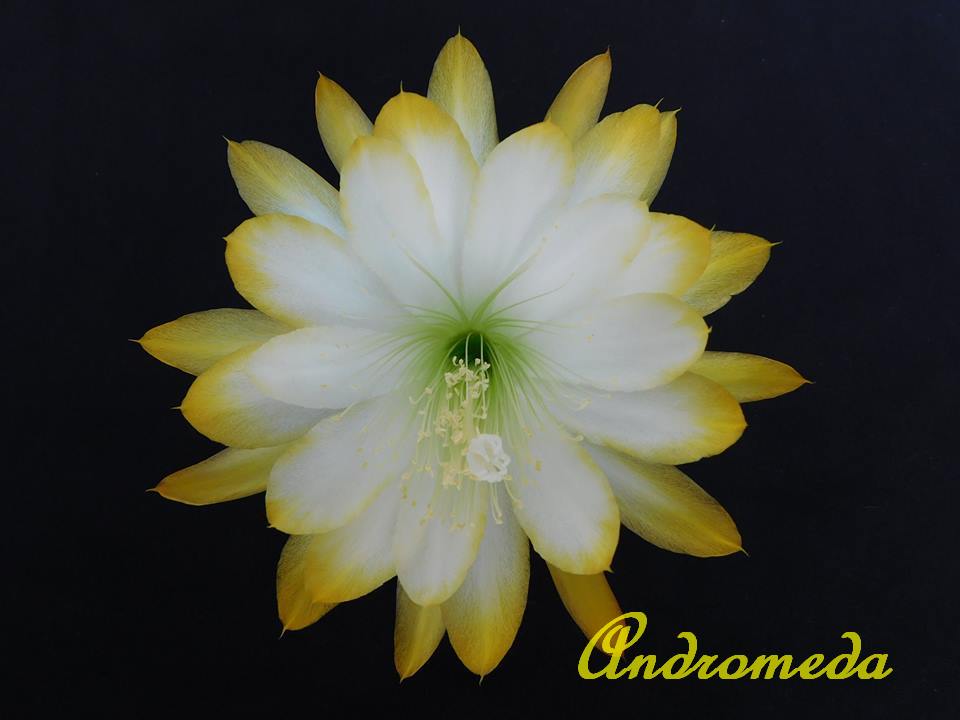 Hybrid Epiphyllum Andromeda 