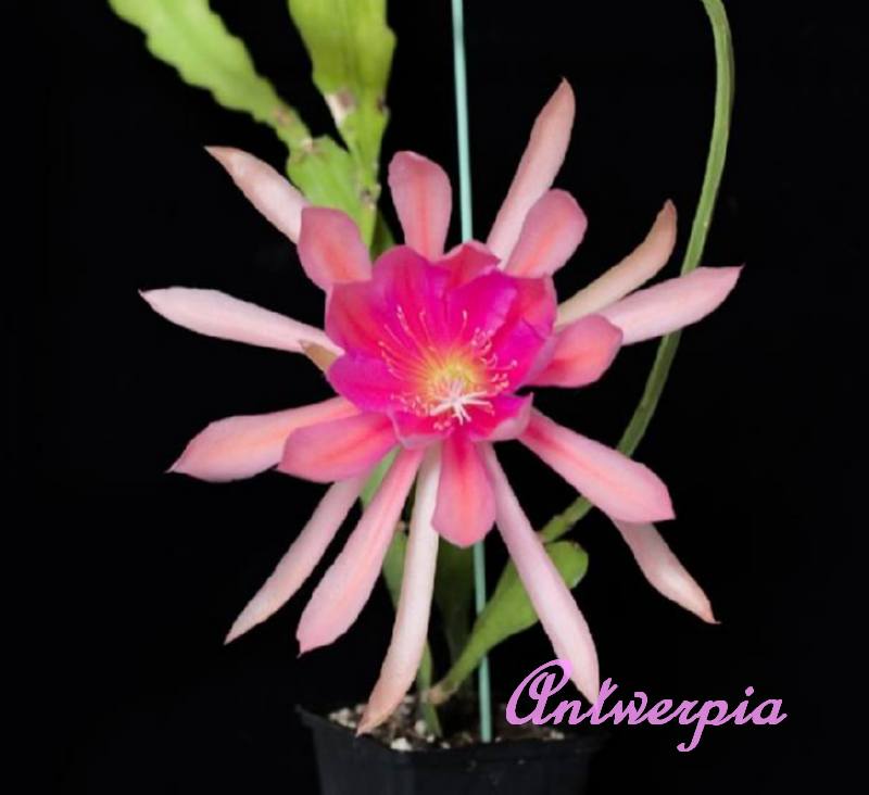 Epiphyllum Antwerpia