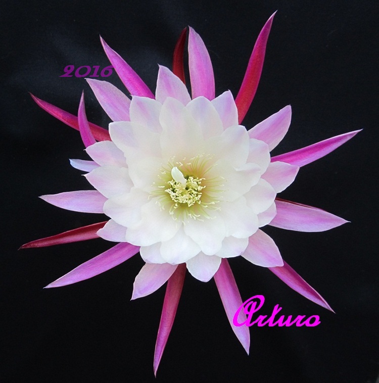 Epiphyllum Hybrid 'Arturo'