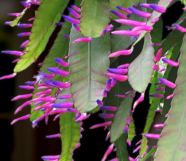 Pseudorhipsalis  Amazonica "Blue Flame" Leaf