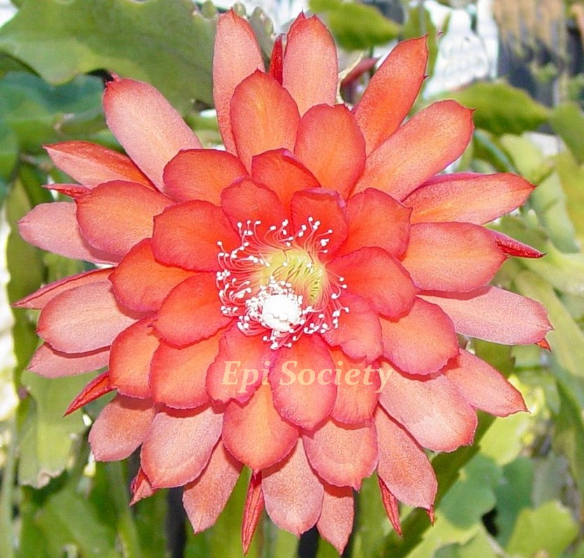 Epiphyllum "Epi Society" Orchid Cutting
