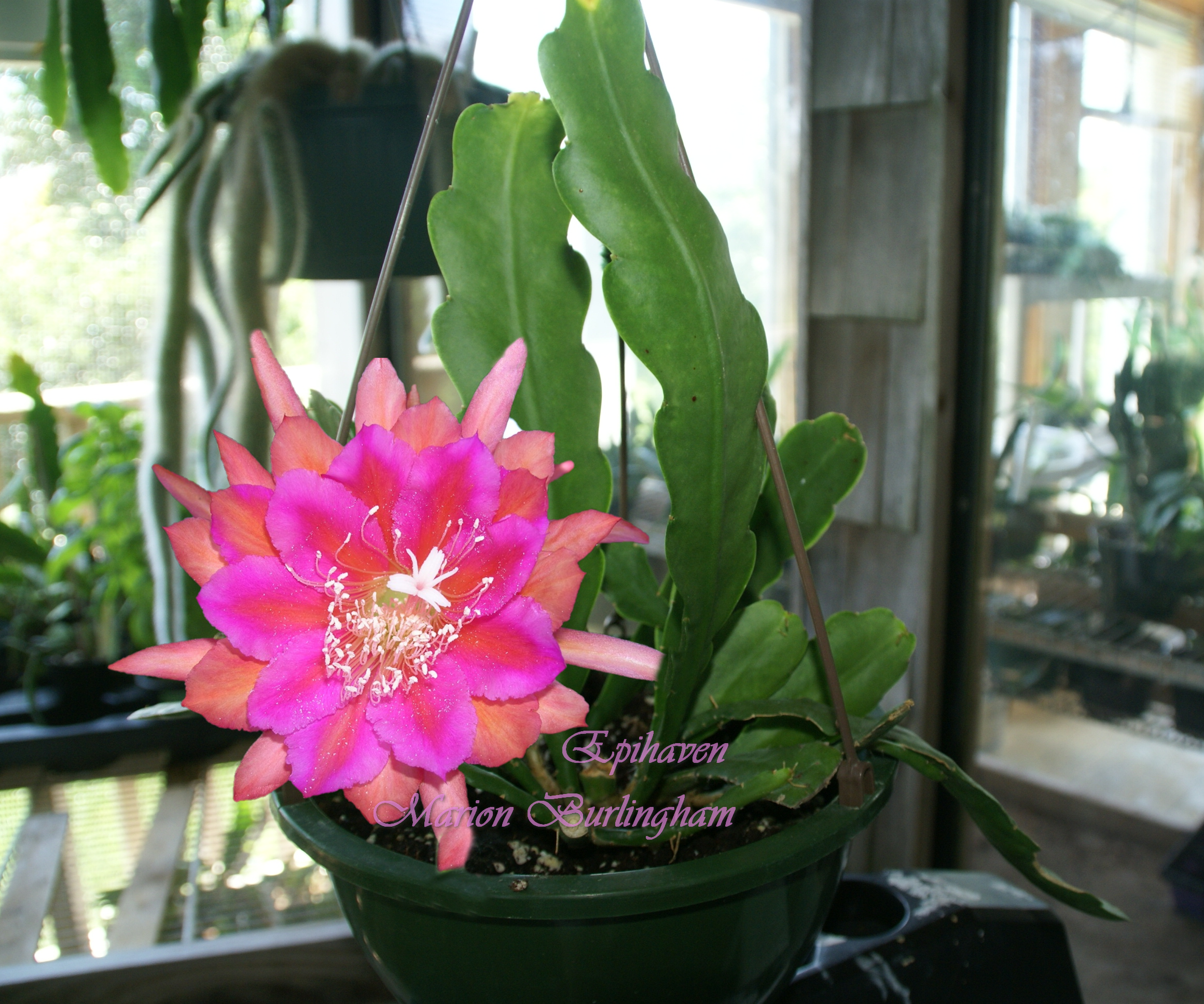 Epiphyllum Hybrid "Marion Burlingham"