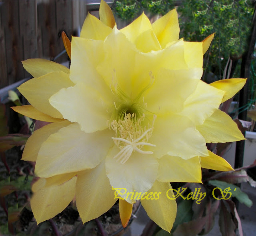Epiphyllum Cactus "Princess Kelly"
