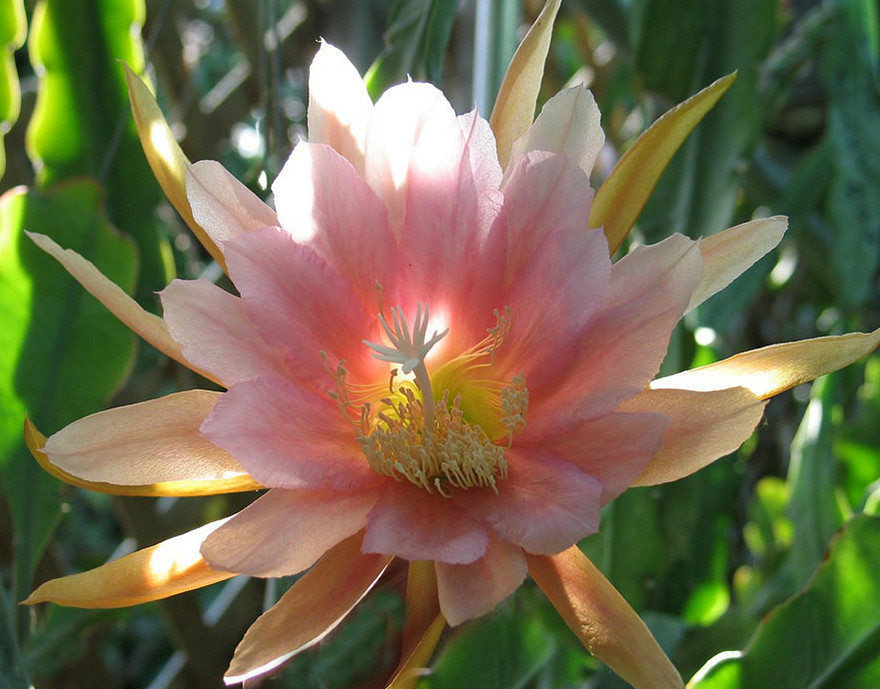Epiphyllum Rare "Autumn Pink" cuttings