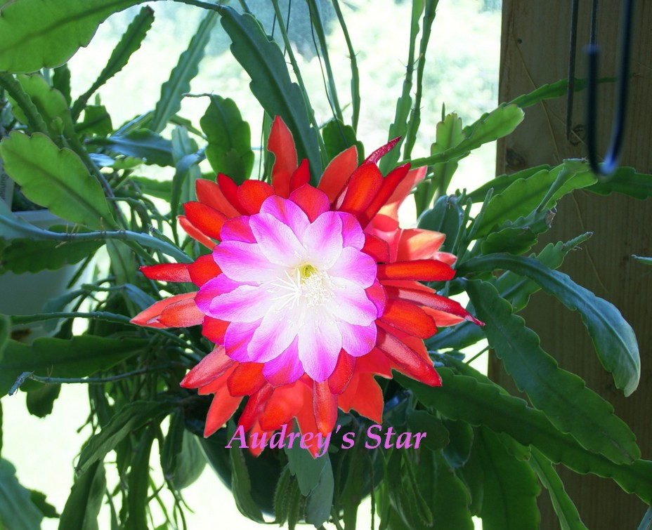 Epiphyllum "Audrey's Star" cuttings