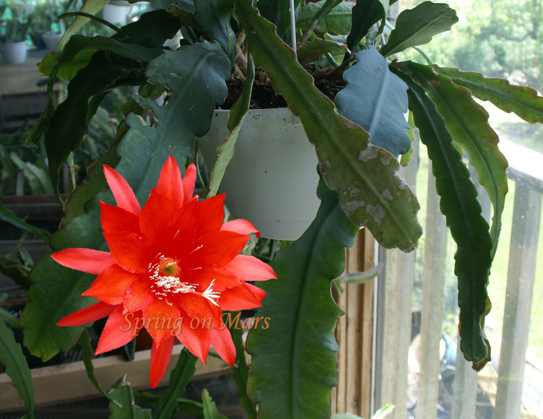 Epiphyllum "Spring on Mars"