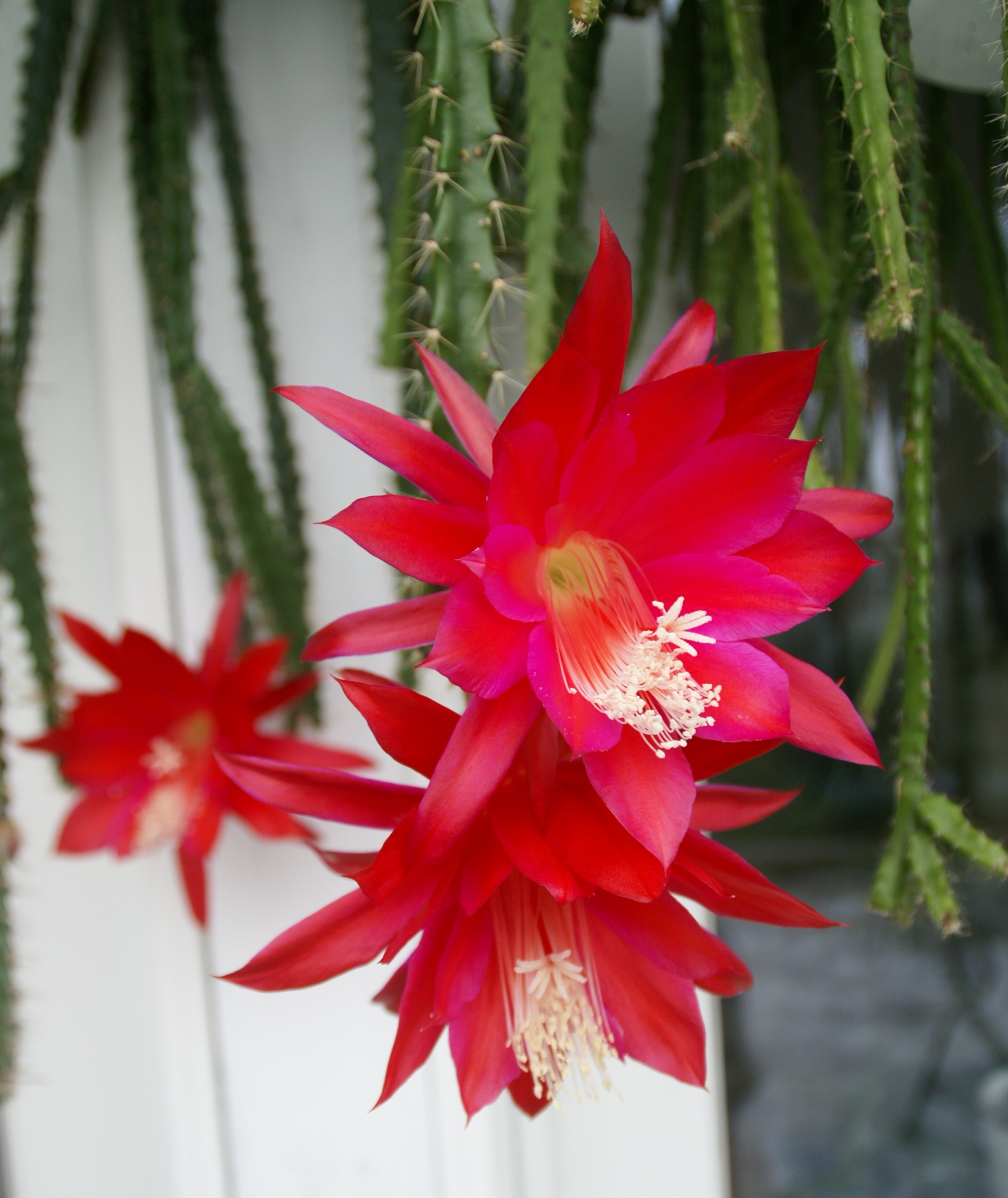 Aporophyllum "Lucifer"